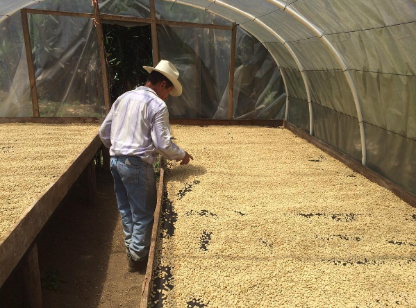 David Mancia and his coffee. A true legend/producer of coffee for @coavacoffee