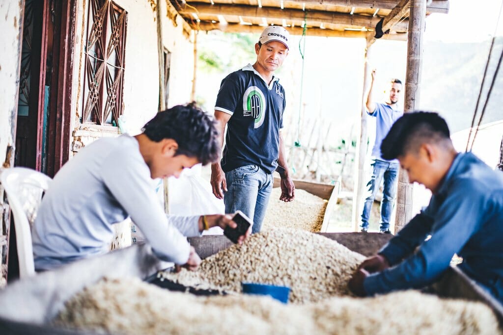 Colombian Coffee Farmers hand sorting green coffee