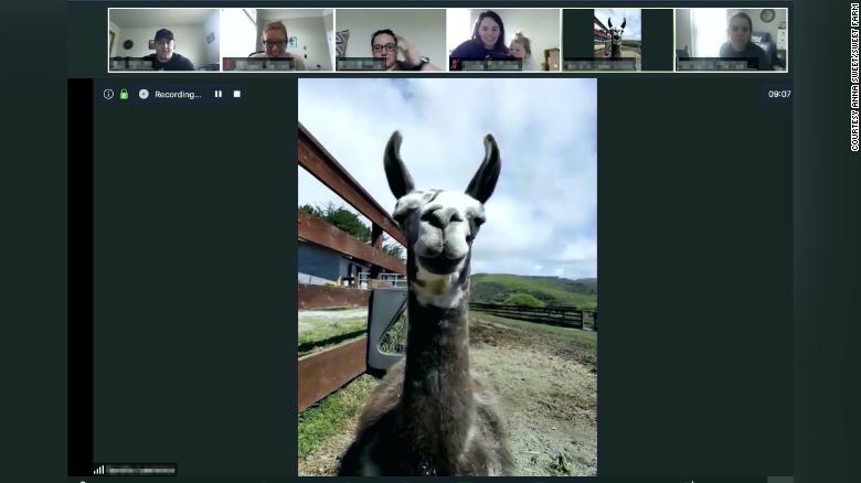 Invite a goat for brunch via zoom