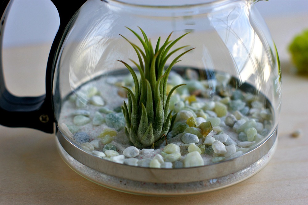 upcycled coffee pot terrarium