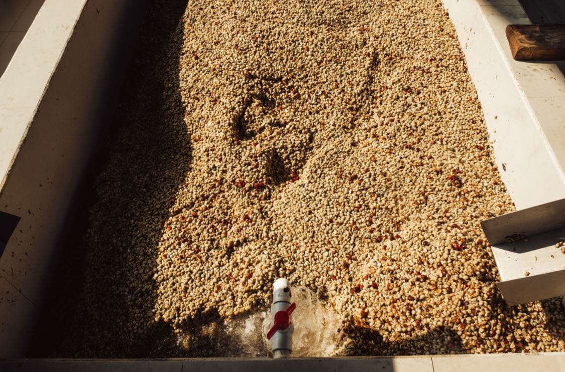 Washed coffee process