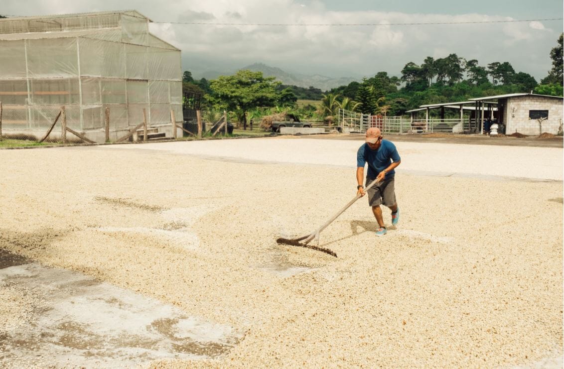 Drying coffee process