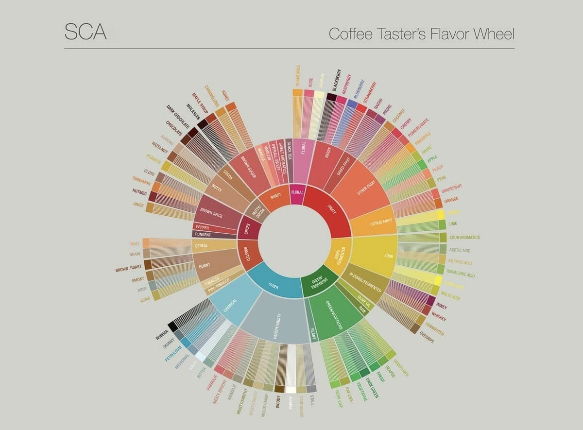 SCA Coffee tasters flavor wheel 