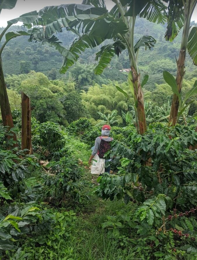 Coffee Farm Colombia 