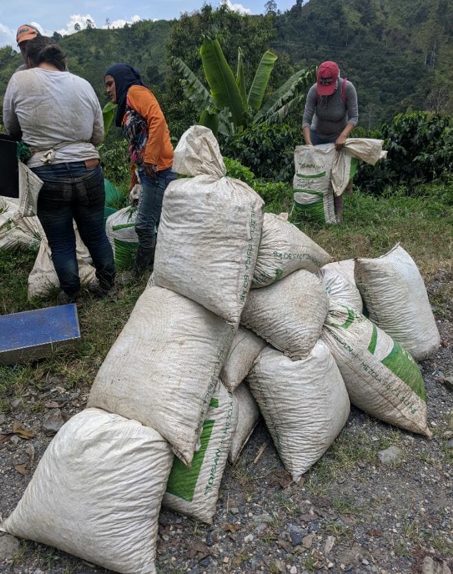 Coffee pickers in Manizales, Colombia weighing the cherries picked in one morning.