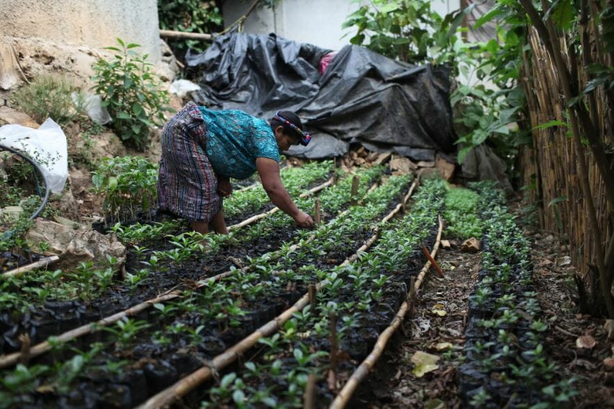 a Popti Mayan coffee grower in Guatemala