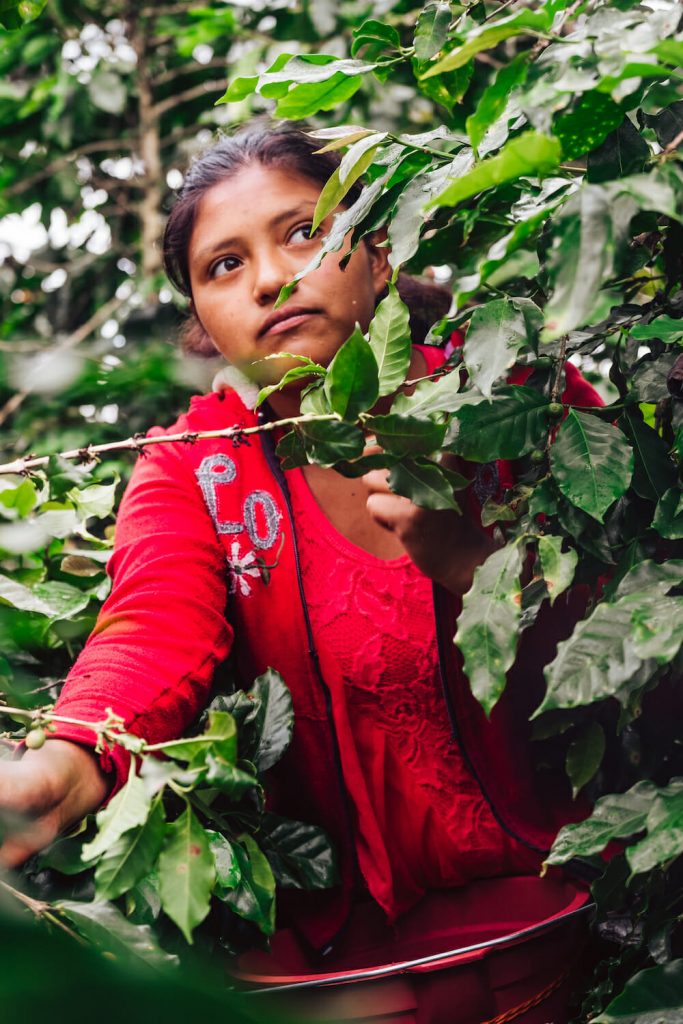 women in coffee
