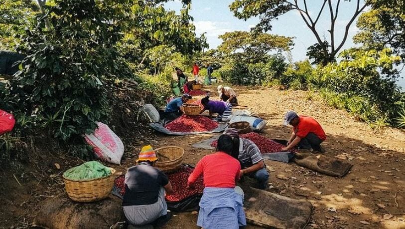 Finca El Retiro in El Salvador, owned and managed by brother-sister duo Alfredo and Maria Pacas.